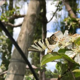 Biodiversité sur verger de pommiers