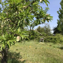 Dispositif dans verger d amandier en Crau (Provence) une bonne pollinisation est essenti elle en amandier.