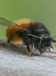 Femelle d’Osmia cornuta