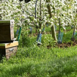 Pollinisation avec abeilles domestiques