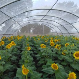 Essai de pollinisation sous tunnel de tournesol