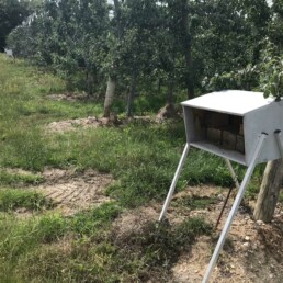 Abri et blocs nichoirs sur pieds en verger de pommier ( station Expérimentale la Morinière)