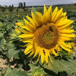 Osmies venant porter mains fortes aux abeilles domestiques sur tournesol