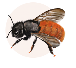 Paul Bonnaffe - L'Abeille Rousse - Apidae PollExpert
