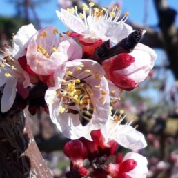 Abeille domestique sur fleur d'abricotier- L'Abeille Rousse - Apidae PollExpert