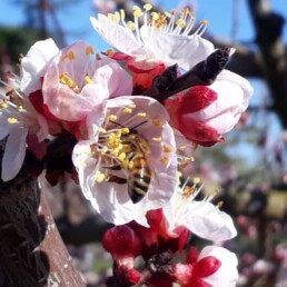 Abeille domestique sur fleur d'abricotier- L'Abeille Rousse - Apidae PollExpert