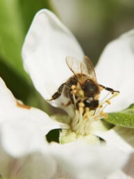 L'Abeille Rousse - Apidae PollExpert