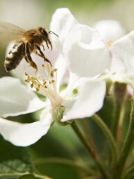 L'Abeille Rousse - Apidae PollExpert