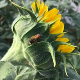 Un mâle de Osmia bicornis sur capitule de tournesol