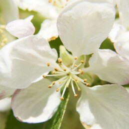 Fleur de pommier