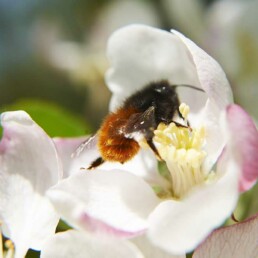 Osmia cornuta sur fleur de pommier - L'Abeille Rousse - Apidae PollExpert