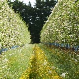 erger de pommier en 