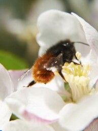 Osmia cornuta sur fleur de pommier