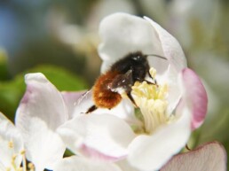 Osmia cornuta sur fleur de pommier