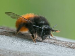 L'Abeille Rousse - Apidae PollExpert