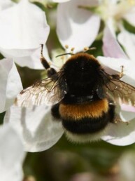 L'Abeille Rousse - Apidae PollExpert