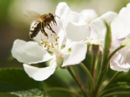 L'Abeille Rousse - Apidae PollExpert