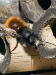 Mâle d’Osmia cornuta - L'Abeille Rousse - Apidae PollExpert