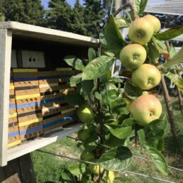 Abri et nichoirs en culture de pomme