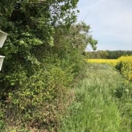 Biodiversité avec les osmies en culture de colza