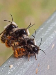 Vie de l'abeille - L'Abeille Rousse - Apidae PollExpert