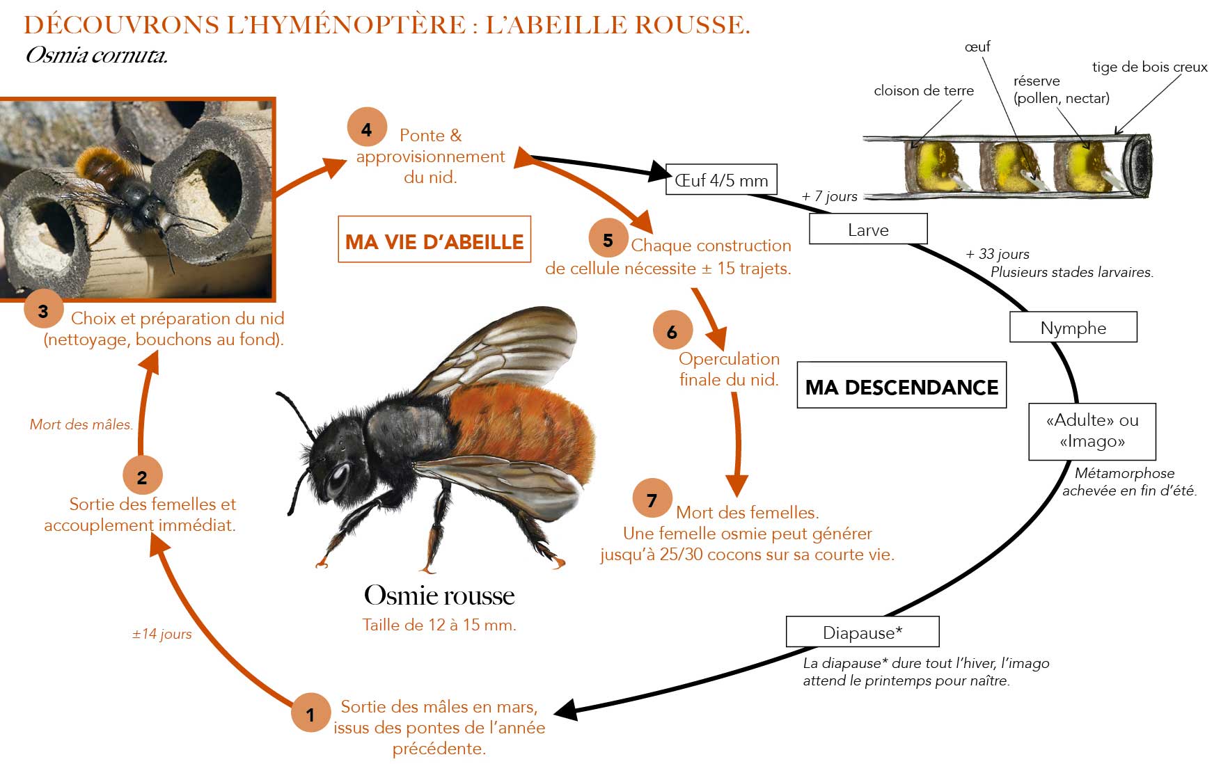 La Vie De L’abeille Rousse L Abeille Rousse Apidae Pollexpert